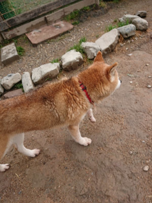 f:id:roukenhome-ann:20190516144731j:plain f:id:roukenhome-ann:20190516144731j:plain