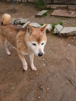 f:id:roukenhome-ann:20190516144741j:plain f:id:roukenhome-ann:20190516144741j:plain