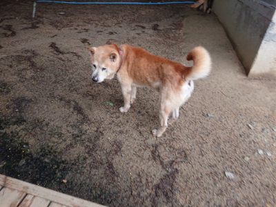 f:id:roukenhome-ann:20190516144746j:plain f:id:roukenhome-ann:20190516144746j:plain