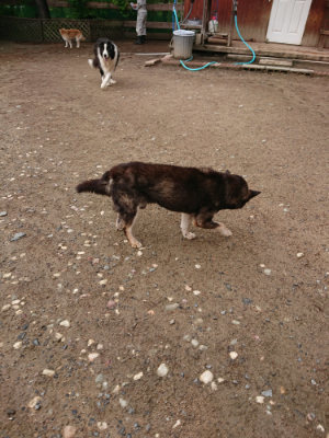 f:id:roukenhome-ann:20190516144822j:plain f:id:roukenhome-ann:20190516144822j:plain
