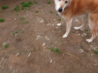 f:id:roukenhome-ann:20190516144905j:plain f:id:roukenhome-ann:20190516144905j:plain