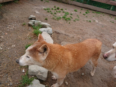 f:id:roukenhome-ann:20190516144916j:plain f:id:roukenhome-ann:20190516144916j:plain