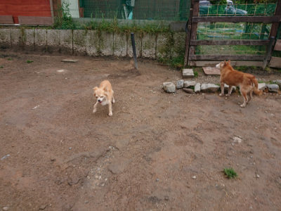 f:id:roukenhome-ann:20190516145025j:plain f:id:roukenhome-ann:20190516145025j:plain