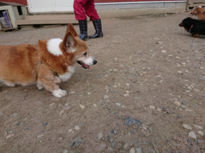 f:id:roukenhome-ann:20190516190419j:plain