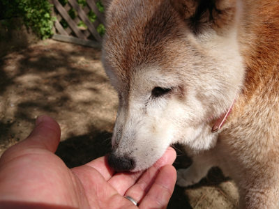 f:id:roukenhome-ann:20190516190430j:plain