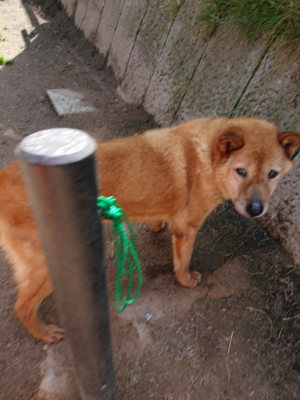 f:id:roukenhome-ann:20190516191504j:plain