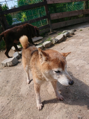 f:id:roukenhome-ann:20190517140202j:plain