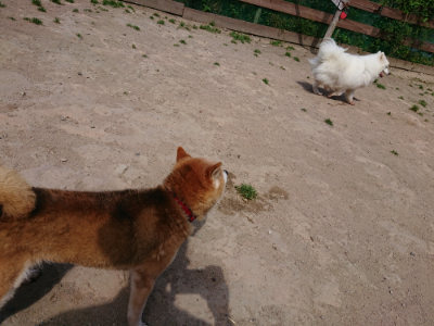 f:id:roukenhome-ann:20190517140319j:plain