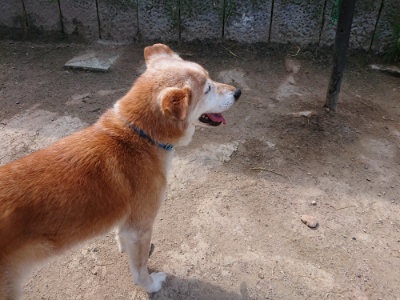 f:id:roukenhome-ann:20190517140436j:plain