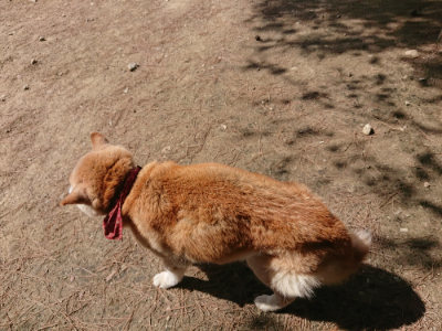 f:id:roukenhome-ann:20190517153052j:plain