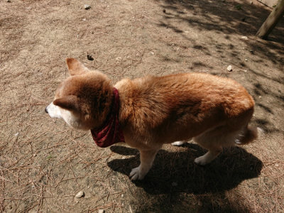 f:id:roukenhome-ann:20190517153105j:plain