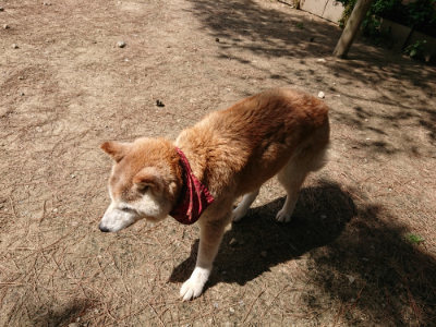 f:id:roukenhome-ann:20190517153111j:plain