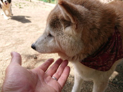 f:id:roukenhome-ann:20190517153132j:plain