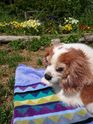 f:id:roukenhome-ann:20190517153352j:plain