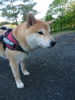 f:id:roukenhome-ann:20190517153714j:plain