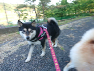 f:id:roukenhome-ann:20190517153719j:plain