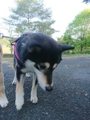 f:id:roukenhome-ann:20190517153729j:plain