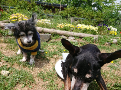 f:id:roukenhome-ann:20190517153923j:plain