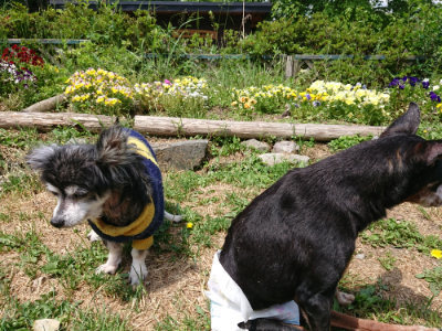 f:id:roukenhome-ann:20190517154047j:plain