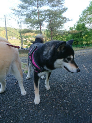 f:id:roukenhome-ann:20190517154203j:plain