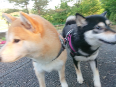 f:id:roukenhome-ann:20190517154218j:plain