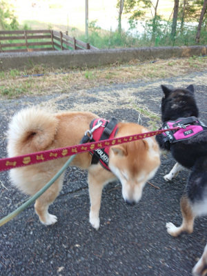 f:id:roukenhome-ann:20190517154234j:plain