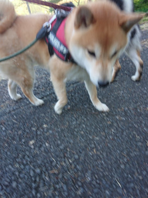 f:id:roukenhome-ann:20190517154239j:plain