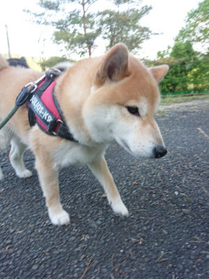 f:id:roukenhome-ann:20190517154255j:plain