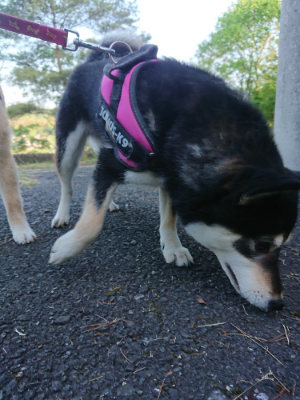 f:id:roukenhome-ann:20190517170730j:plain