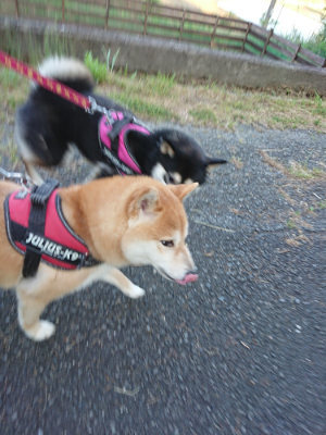 f:id:roukenhome-ann:20190517170850j:plain