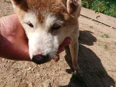 f:id:roukenhome-ann:20190517170930j:plain