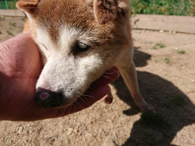 f:id:roukenhome-ann:20190517170952j:plain