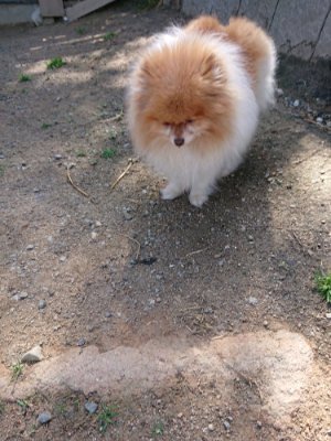 f:id:roukenhome-ann:20190517172234j:plain