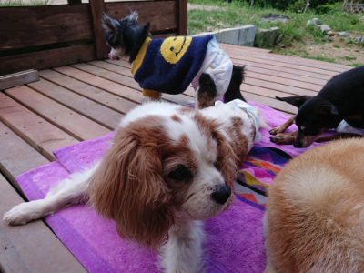 f:id:roukenhome-ann:20190518082500j:plain