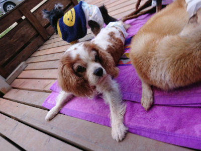 f:id:roukenhome-ann:20190518082519j:plain