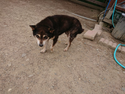 f:id:roukenhome-ann:20190519052150j:plain