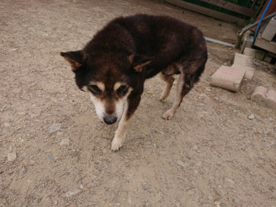 f:id:roukenhome-ann:20190519052158j:plain
