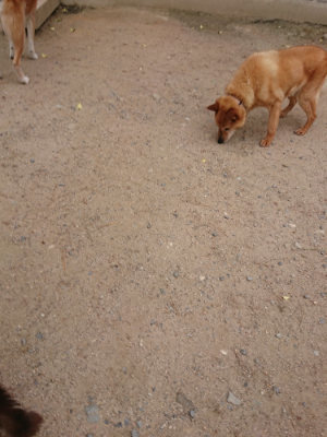 f:id:roukenhome-ann:20190519052210j:plain