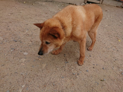 f:id:roukenhome-ann:20190519052215j:plain