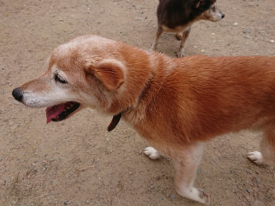 f:id:roukenhome-ann:20190519052450j:plain