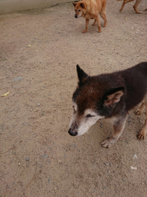 f:id:roukenhome-ann:20190519052459j:plain