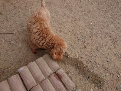f:id:roukenhome-ann:20190519052513j:plain
