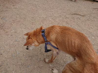 f:id:roukenhome-ann:20190519052553j:plain