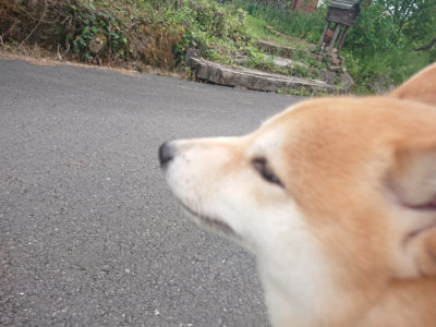 f:id:roukenhome-ann:20190519062344j:plain