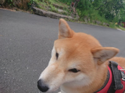 f:id:roukenhome-ann:20190519062348j:plain