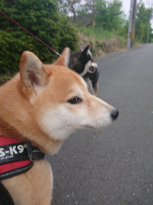 f:id:roukenhome-ann:20190519062352j:plain