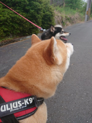 f:id:roukenhome-ann:20190519062357j:plain
