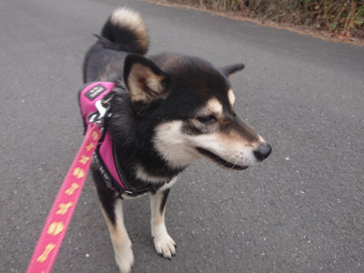 f:id:roukenhome-ann:20190519062402j:plain