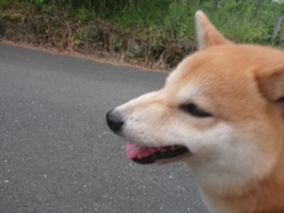 f:id:roukenhome-ann:20190519062406j:plain