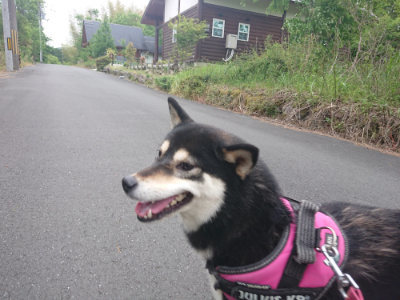 f:id:roukenhome-ann:20190519062416j:plain